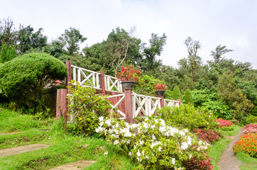 colorful flower in beautiful garden at Doi Inthanon national park,Thailand