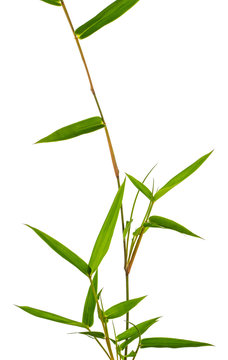 bambou, fond blanc