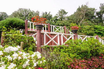 colorful flower in beautiful garden at Doi Inthanon national park,Thailand