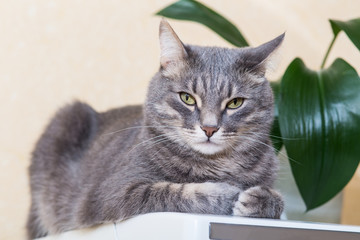 portrait of gray domestic cat