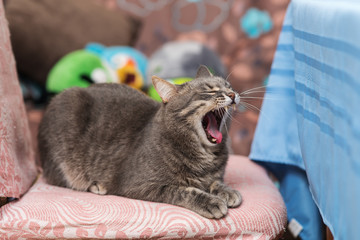yawning gray pet cat