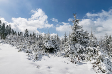 Beautiful winter landscape