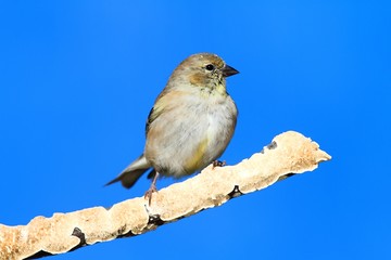 American Goldfinch (Carduelis tristis)