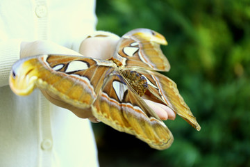 Colorful butterfly in female hand, close-up