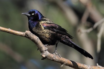 Common Grackle