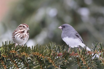 Two Birds On A Branch