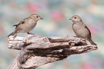 House Sparrows