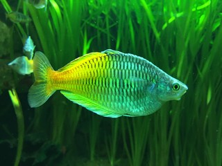 yellow and blue fish