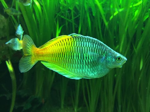 Yellow And Blue Fish