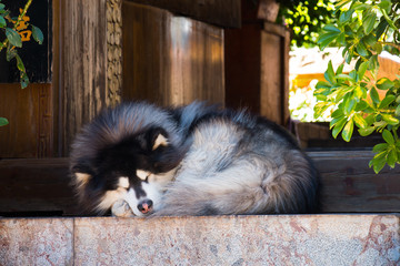 Fototapeta na wymiar Siberian Husky is sleeping