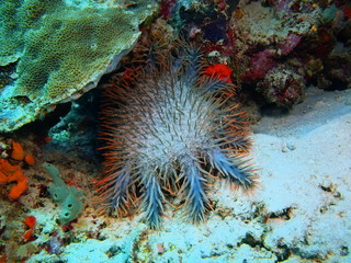 Starfish, Island Bali