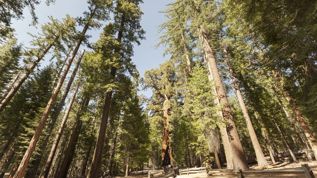 4K Time lapse tilt shot Sequoia tourists
