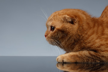 Closeup Ginger Scottish Fold Cat on Gray Background in Profile view