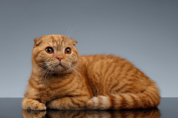 Ginger Scottish Fold Cat Lies on Gray