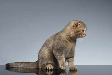 Scottish Fold Cat Sits on Gray Mirror