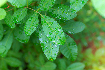 Blur of business Conference and Presentation in the conference h