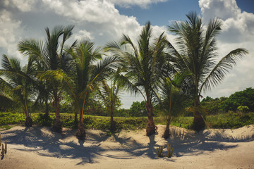 Fototapeta na wymiar Sand trap and cluster of palm trees on golf course.