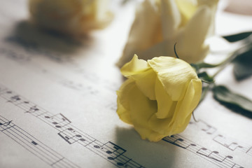 Beautiful white roses on musical notes pages background