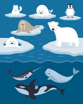 Arctic Animals Character and Background, Winter, Nature Travel and Wildlife