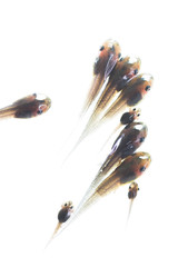 macro tadpole