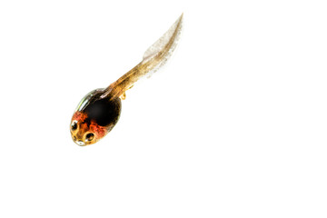 macro tadpole
