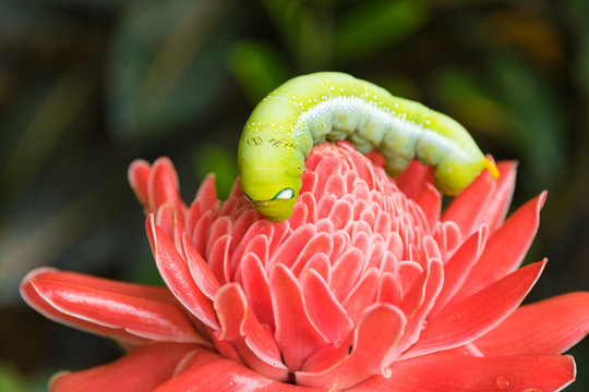 Green worm on red flower