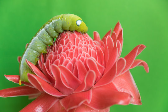 Green worm on red flower