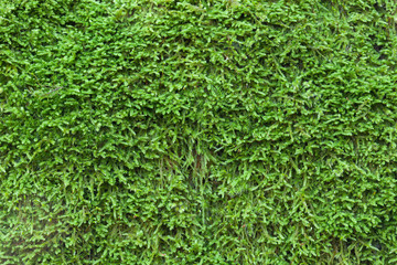 Close up moss Texture