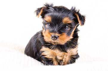 Portrait of  yorkshire terrier puppy, 2 months old, isolated on white.