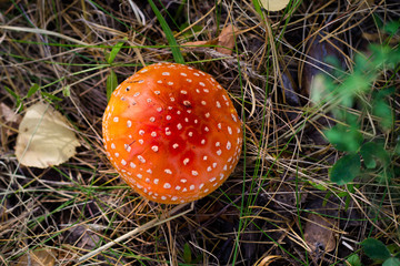 red fly agaric