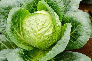 Fototapeta premium Fresh cabbage in the organic farm