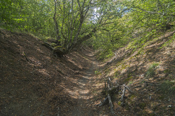 Small ravine in the Crimean mountains.