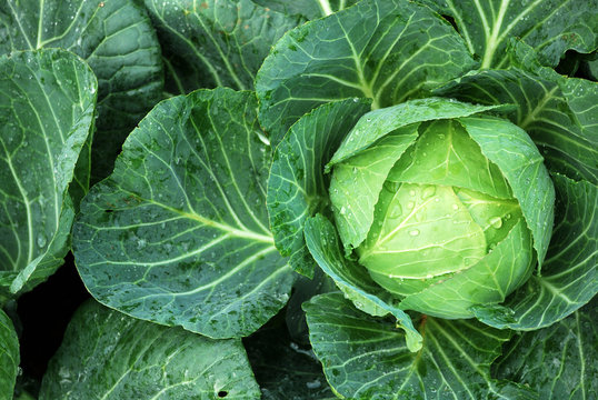 fresh orgarnic cabbage in the garden