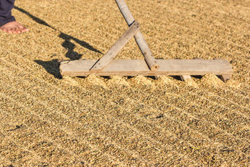  drying harvested rice in a flat field