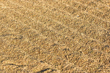  drying harvested rice in a flat field