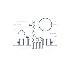 African wildlife. A giraffe.