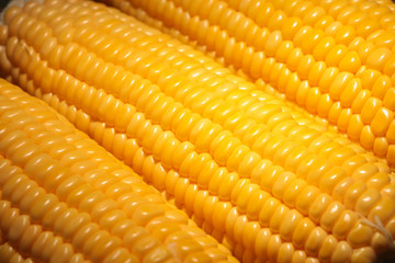Fresh sweet corn on wooden table
