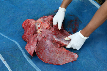 Necropsy cow disease diagnosis