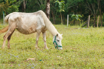 Fototapeta premium horse eat grass