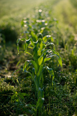 plant in rainy with the sunlight