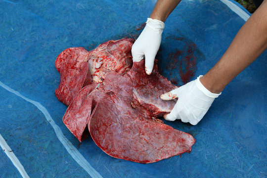 Necropsy cow disease diagnosis