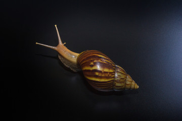 snail