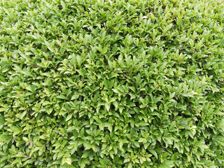 Obraz premium Green bush texture