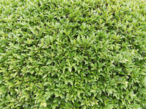 Green bush texture