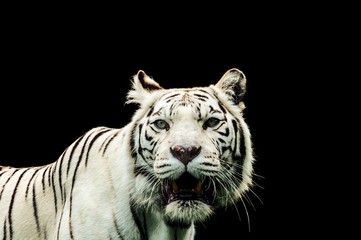 Portrait of a White Tiger