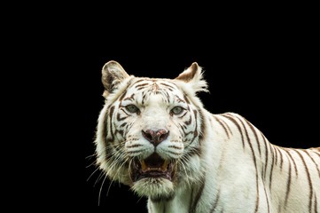 Portrait of a White Tiger