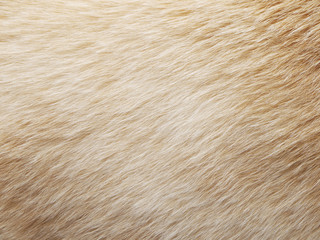 dog hair