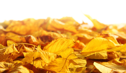 Yellow autumn leaves on wooden table, isolated on white