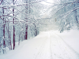 Rural road passing through the forest, snowbound 