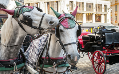 Two white horses harnessed to a carriage, Vienna